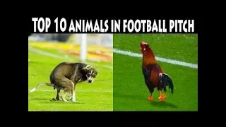 Animals On Field Funny Football Moments 2018 HD