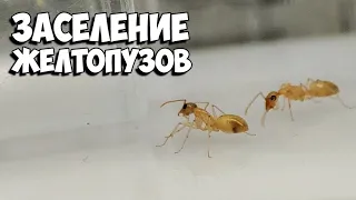 ЗАСЕЛЕНИЕ ЖЕЛТОПУЗОВ - Camponotus fedtschenkoi