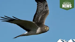 RSPB wriggles over hen harriers – Fieldsports News, 17 April 2024