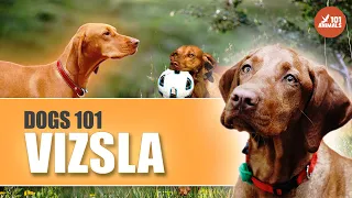 Discover the World of VIZSLA Dogs - A Comprehensive 101 Breed