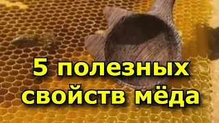 5 полезных свойств меда.