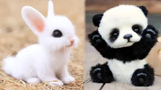 Funniest Animals 🐧   Best Of The 2020 Cutest Videos 😁  Cute baby animals #7