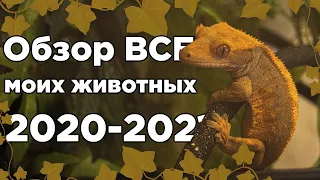 ОБЗОР ВСЕХ МОИХ ЖИВОТНЫХ НА 2020-2021 ГОД