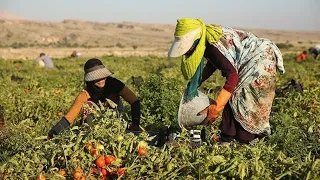 Village women and nomads harvesting tomatoes: packing products manually and traditionally