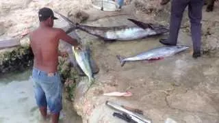 Bayahibe Fishermen's Catch