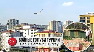 Хорошо тянет! Турецкая такла | Yaşar'ın Güvercinleri (Canik, Samsun) | Takla pigeons