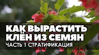 🌿❄ Как вырастить клён из семян в домашних условиях Часть 1 Стратификация