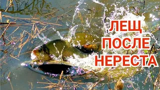 Где Ловить Леща после Нереста?