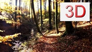 3D Video 4K: OCTOBER FOREST WALK (4K Resolution)