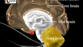 Human brain and its parts - Biology