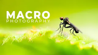 Macro with a hint of Bird Photography | OM System 90mm F3.5 IS Pro | Norway