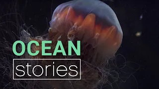 Growing Jellyfish at Vancouver Aquarium | Ocean Stories