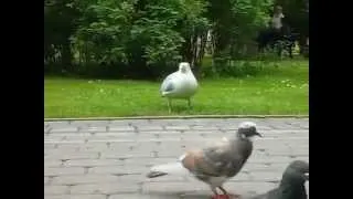 чайка съела воробья (seagull vs sparrow)