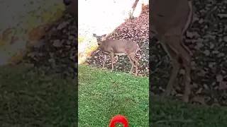 Nerf Gun VS Whitetail! Little Far Forward 😂