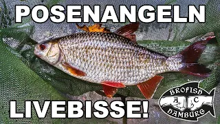 Posenangeln Livebisse | BROFISH AC verzichtet aufs Zanderangeln