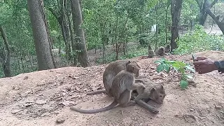 Monkey look lice give mom