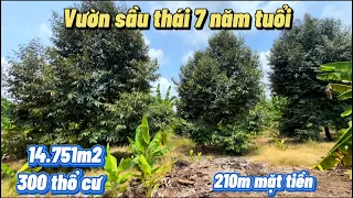 Bán vườn sầu riêng đông đặc đang cho thu mạnh, có 300thổ cư cách quốc lộ 20 1,5km !