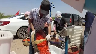 GLOBALink | Goji berries bring Ningxia desert to life