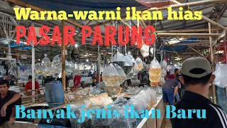 Warna-warni ikan hias terbaru di pasar parung