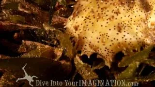 Sea Cucumber - Ocean Animals - Creature Feature