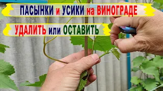 🍇 Пасынки усики на винограде. Что ОСТАВИТЬ, а что УДАЛИТЬ. Что ВАЖНО, а что БЕСПОЛЕЗНО. Пасынкование