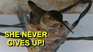 This Mother Allen's Hummingbird Didn't Give Up!