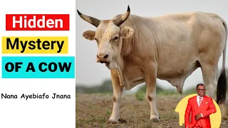 The Hidden Mystery Of A COW || Nana Ayebiafo Jnana