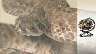 How Snake Venom Can Save Lives (2001)