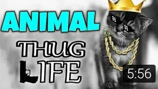 Animals Thug Life Compilation - Animals Funny Videos - Animals funny WhatsApp satuts