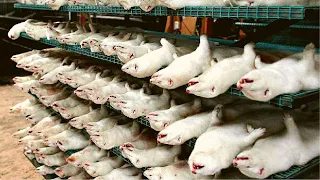 Amazing Mink Farming || Mink Fur Harvesting and Processing in Factory || Mink Fur industry