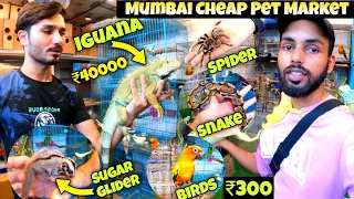 Mumbai Cheap Pet 🐕 Market 2023 | Mumbai Pet Market  | Crawford Market Mumbai