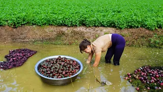 Harvesting A Lot Of Snails After Rice Crop go to market sell - Cooking | Nhat Daily Life