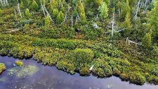 Camping on a Remote Maine Lake with my Dog | MOOSE AND MUSKY