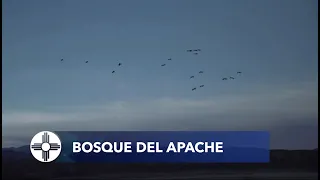 Bosque del Apache