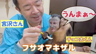 宮沢さんの新パートナーフサオマキザル【チョコ太くん】めちゃカワ成長記録２（ミルクパン大好き💕）