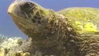 Silver Honu: 25th Anniversary of Hawaiian Sea Turtle Program (produced in 1998-99)