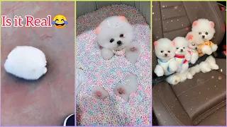 😍 Mini Pomeranian - Funny and Cute Pomeranian Videos #33 - Cute Puppies | Tik Tok chó phốc sóc