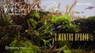 90p (3Feet) Aquascape Update 2 months | Valley Scape Tamil