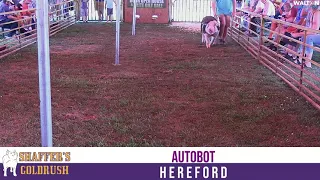 Autobot - Hereford