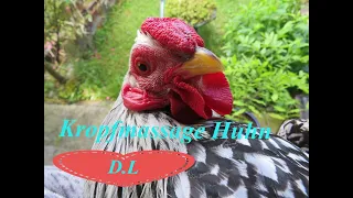 Die Kropfmassage beim Huhn.Kropfverstopfung beim Huhn lösen