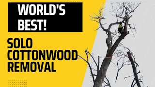 World’s Best Solo Cottonwood Tree Removal