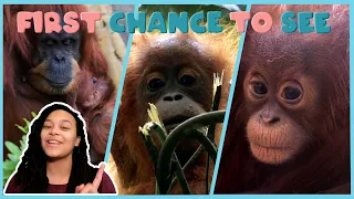 Wonderous Baby Orangutan | First Chance To See | BBC Earth Kids