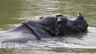 TIGER TOPS  - Rhino Grazing and Wallowing in Wetlands