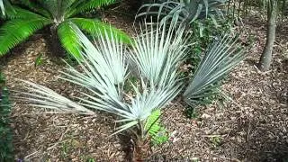 Brahea armata Mexican Blue Palm