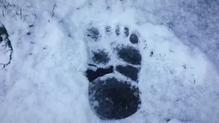 Tracking Bigfoot