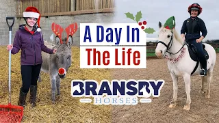 A Day In The Life At Bransby Horses | At Christmas | Lilpetchannel