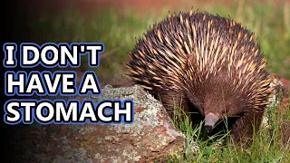 Echidna facts: sort of like hedgehogs but not really | Animal Fact Files