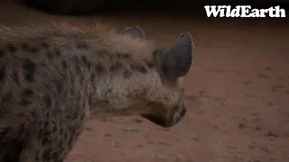 WildEarth - Sunrise  Safari - 29 Nov 2022