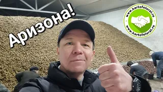 Сорт картофеля Аризона от компании Картофель Урал весной 2023 года 🥔🥔🥔