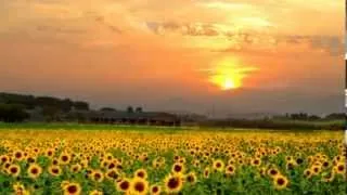 Henry Mancini - Love Theme From Sunflower